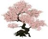 Sakura Trees1