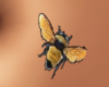 Honey Bee Belly Tatoo
