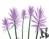 Yucca Plant Purple Anima
