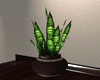 Law Office Snake Plant