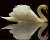 ~CR~Swan Animated
