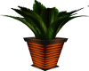 (AL)Halloween Plant