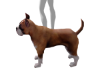 BOXER DOG PET