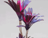 Purple Glow Plant