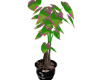 Japanese plant