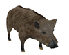 Boar