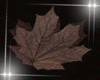 Leafe Dark