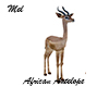 African Safari  Antelope