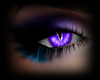 Purple Cats Eyes