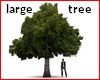 !@ Large tree