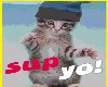 Sup Yo Cat