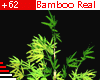 +62 Bamboo Realistic