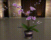 Orchid Pink Plant
