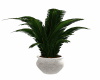 SN  White Potted Fern