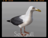 *Seagull