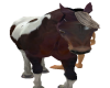 BROWN N WHITE HORSE