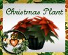 Vintage Christmas Plant2