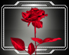 RED ROSE OF LOVE