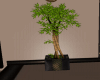 CRF* Bamboo Plant