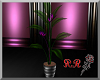 pink p. potted plant