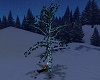 DA Winter's Kiss Tree