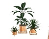 Country wooden plant set