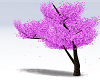 Pink Cherry Tree