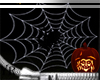 Halloween Night Spider