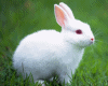 White Rabbit