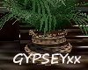 GYPSEY's Africa Plant