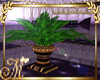 Deluxe purple Big plant