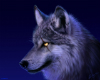 Lobo Syt (Wolf)