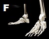 FEET Skeleton