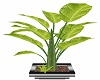 Steel Potted Tabaco 3