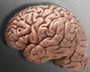 Brain (R)