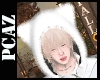 𝕮 Cat  AM1
