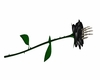 black death rose