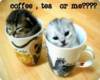 coffee kittens