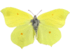 Lemon butterflies