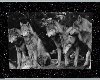 [KK]Wolfpack wall pic