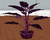 LL-Plant Satin  rose