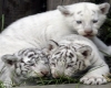 tiger cub and friends