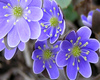 purpleflowers 3