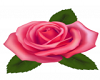 Pink Rose Rug