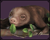 Sweet Sloth