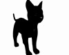 Familiar Black kitten