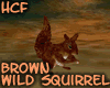 HCF brown wild squirrel