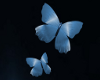 (SL) Blueze Butterfly1