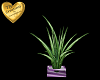 An Potted Palm ~ Purple