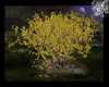 [A]FOREST YELLOW TREE